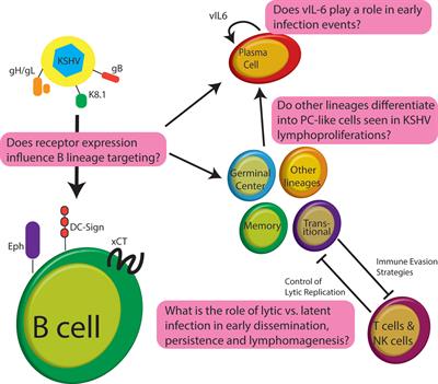 Molecular Virology of KSHV in the Lymphocyte Compartment—Insights From Patient Samples and De Novo Infection Models